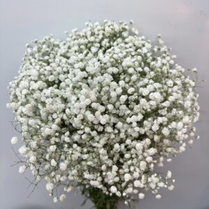 Gpyso Macarons Royal blue (马卡龙宝蓝百万星)