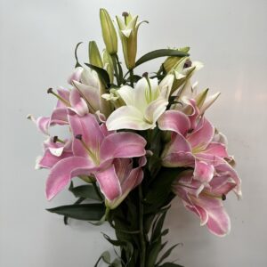 Lily-Profundo 4+ (4头普罗芬多)