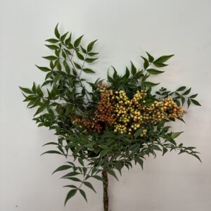 Nandina domestica-Red (红色南天竺)