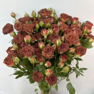 Million Star 1kg (百万星1kg)