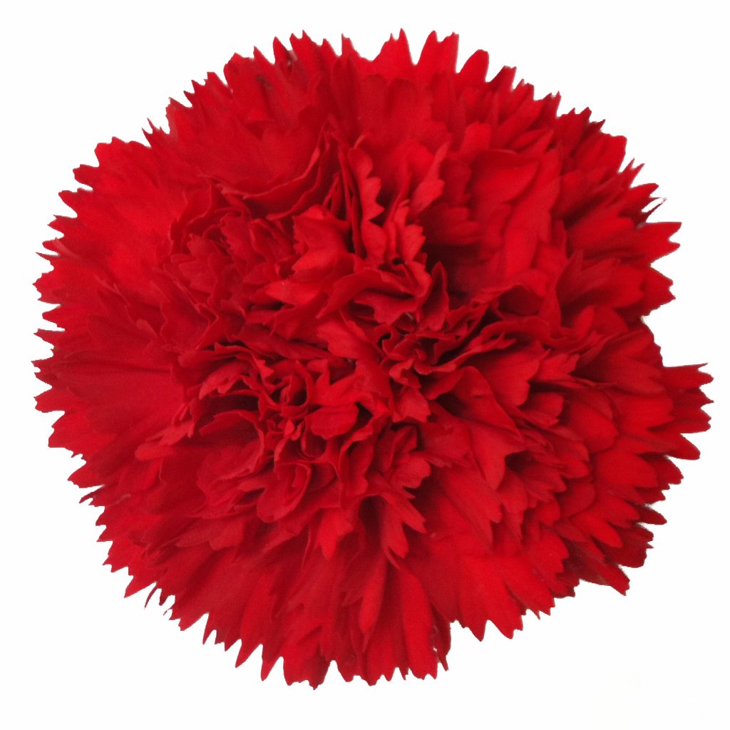 Carnation - Master