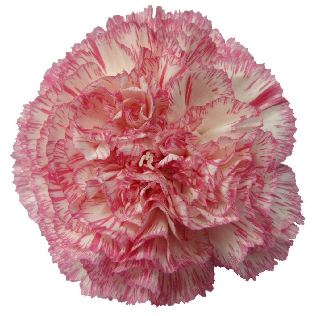 Carnation, Happy Hour